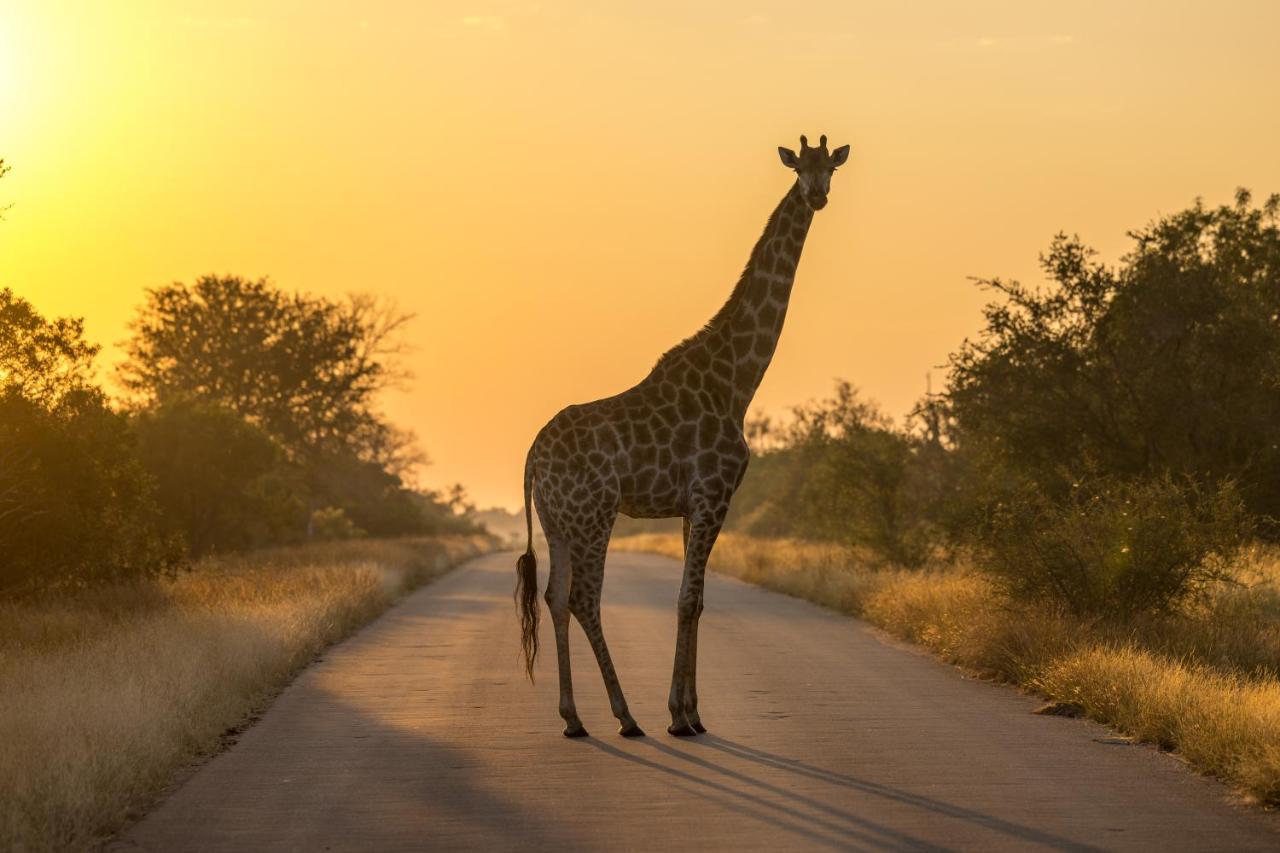 Lindiwe Safari Lodge Hoedspruit Luaran gambar